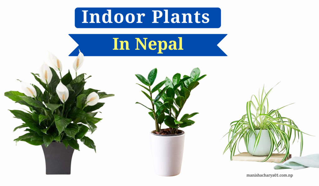 Indoor Plants in Nepal