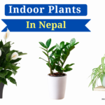 Indoor Plants in Nepal